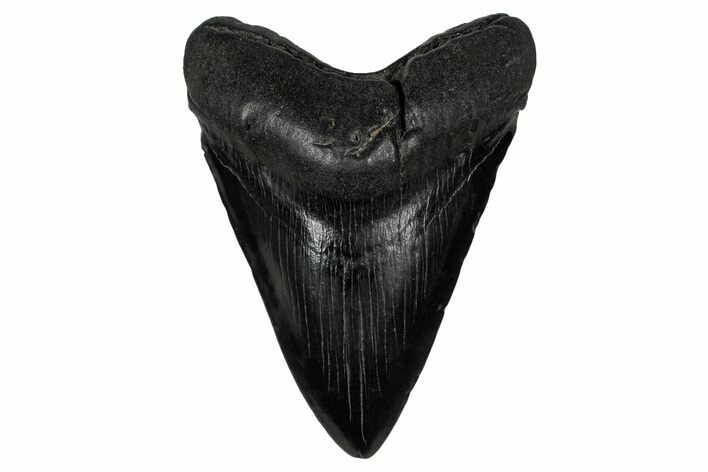 Fossil Megalodon Tooth - South Carolina #340291